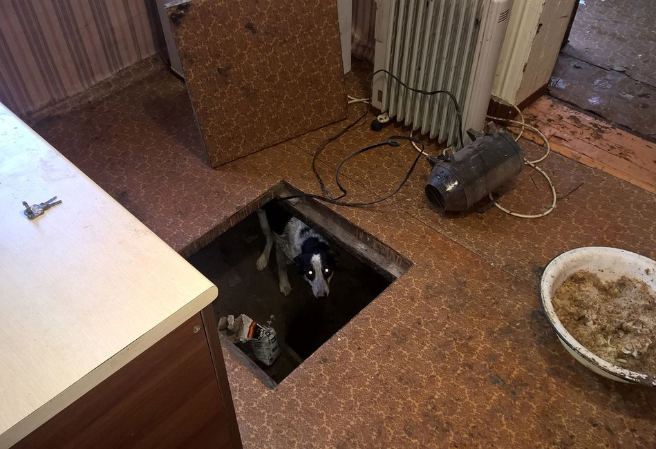 Волонтеры нашли в Красноярске гостиницу для животных, где собак и кошек морили голодом, а умерших сжигали в печи
