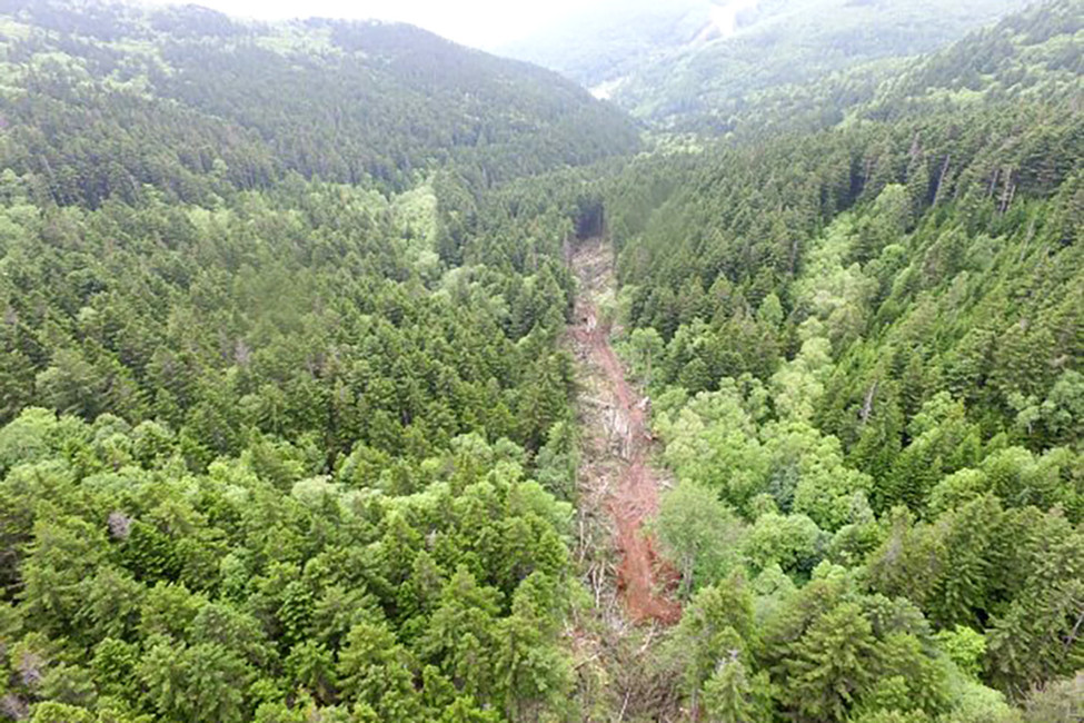 Вырубка леса на горе Красной. Источник: АСТВ.ru