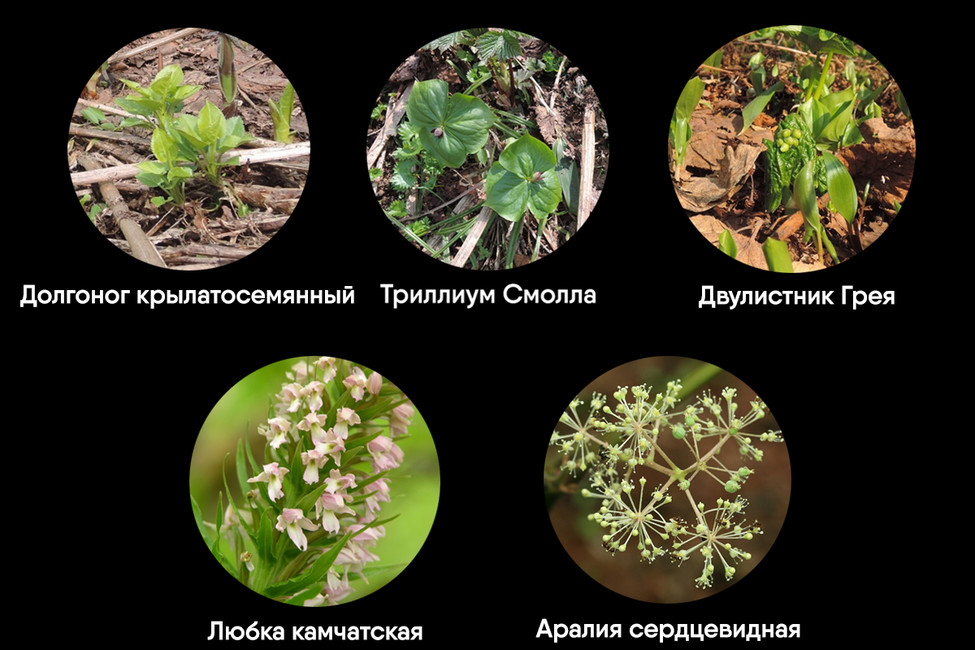 Коллаж: Открытая Россия
