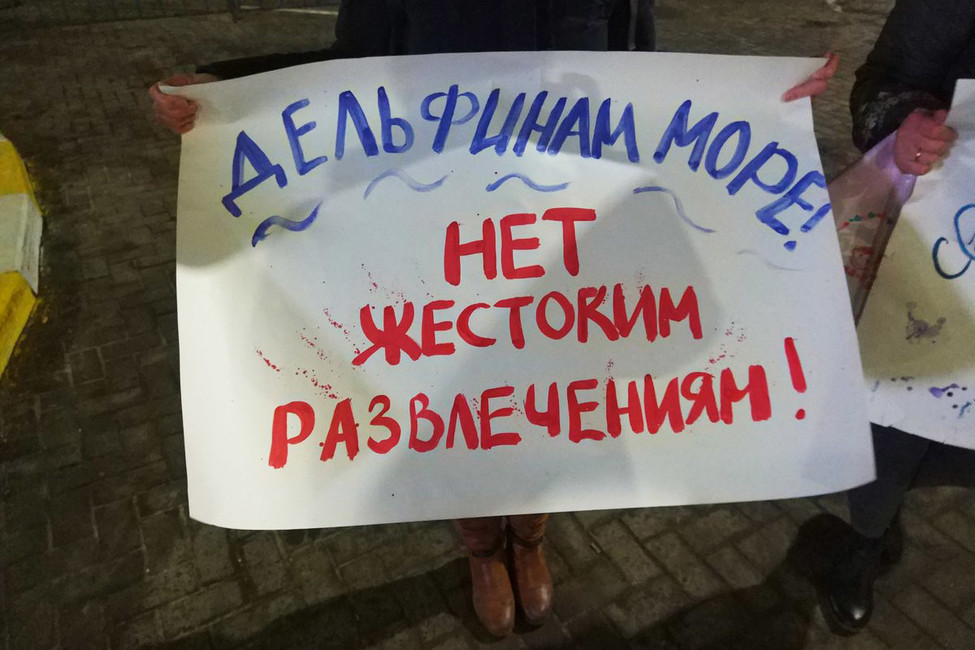Пикет против передвижных дельфинариев в Ульяновске. Фото: Вконтакте